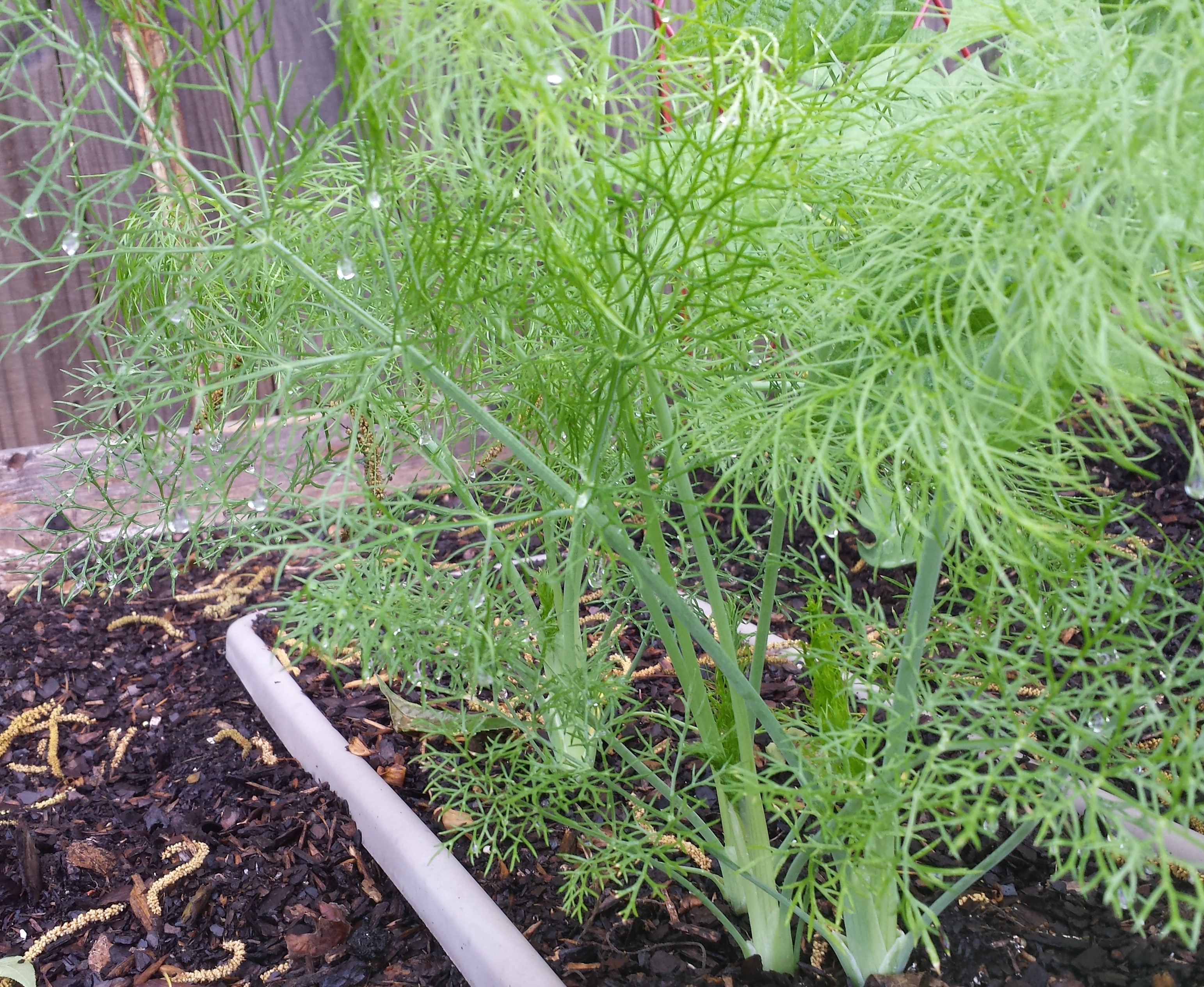 Delightful Fennel: Planting, Growing and Uses in the Kitchen